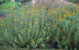 Tagetes lucida Cav. resmi