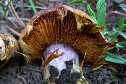 Image of Cortinarius verrucisporus Thiers & A. H. Sm. 1969