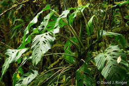 Image of Monstera oreophila Madison