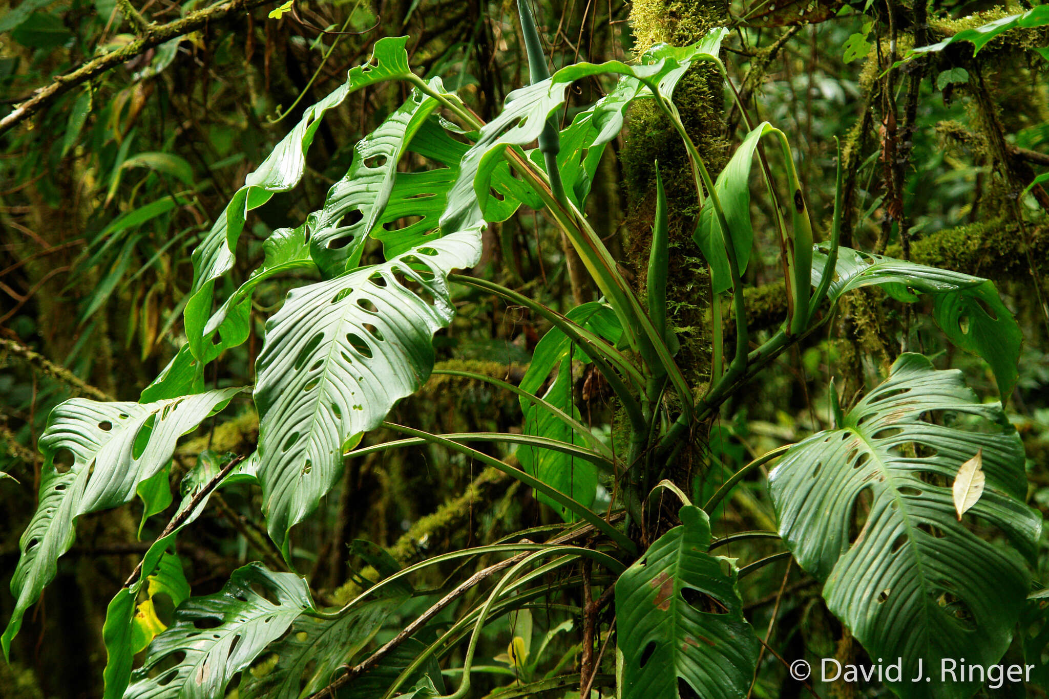 Image of Monstera oreophila Madison