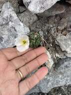 Слика од Papaver walpolei A. E. Porsild