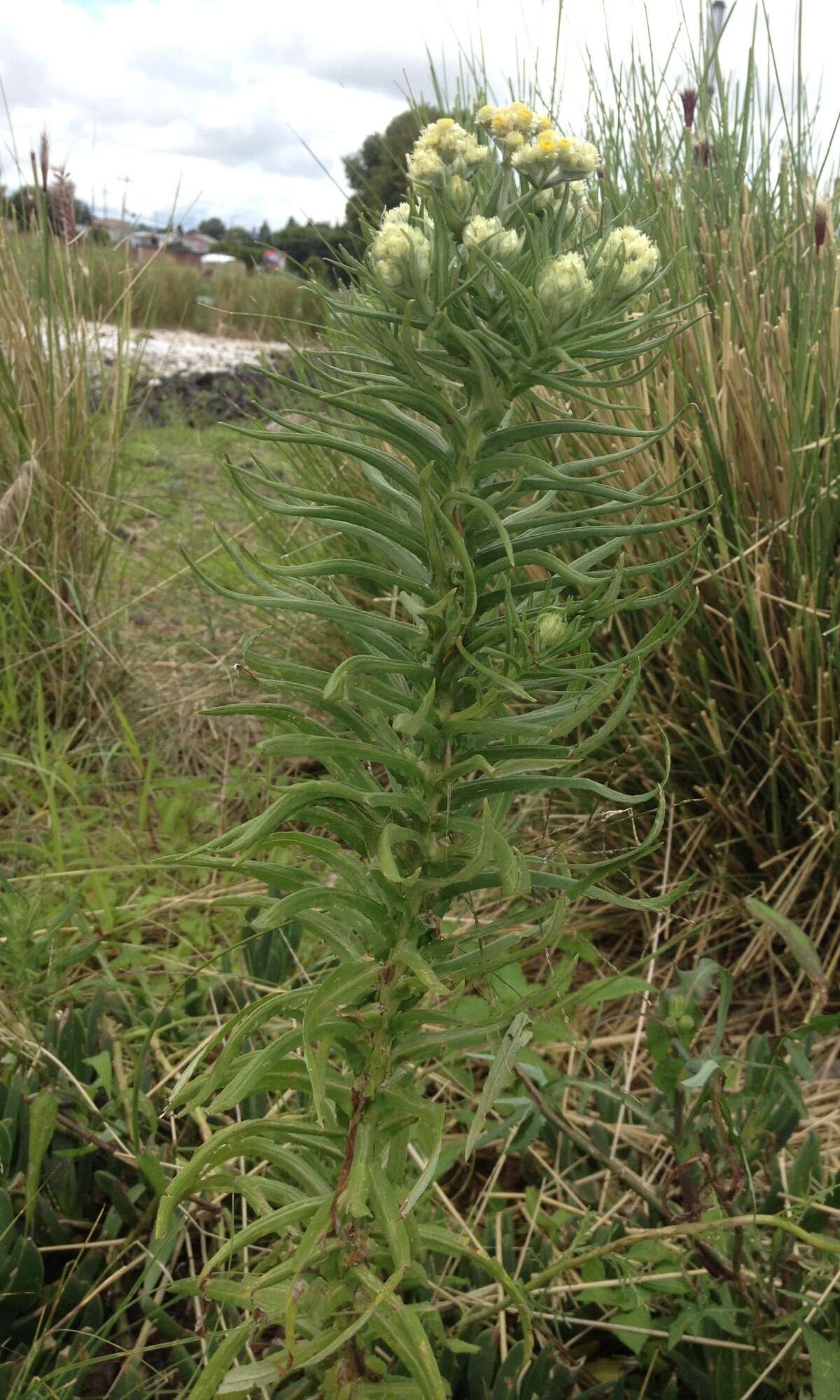 Image of winged cudweed