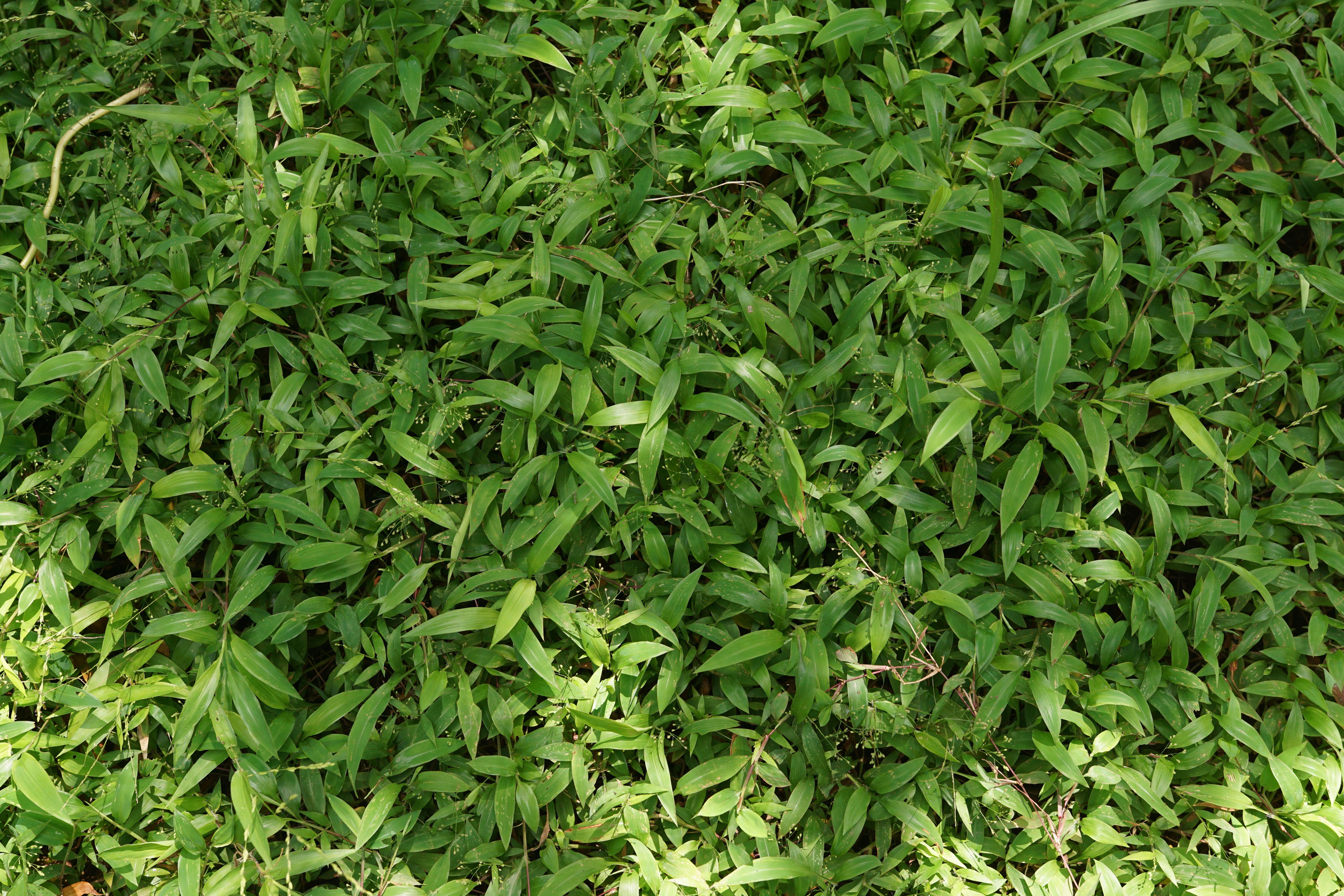 Image of East Indian bristlegrass