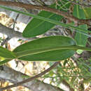 Image of Epistephium sclerophyllum Lindl.