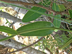 Image of Epistephium sclerophyllum Lindl.