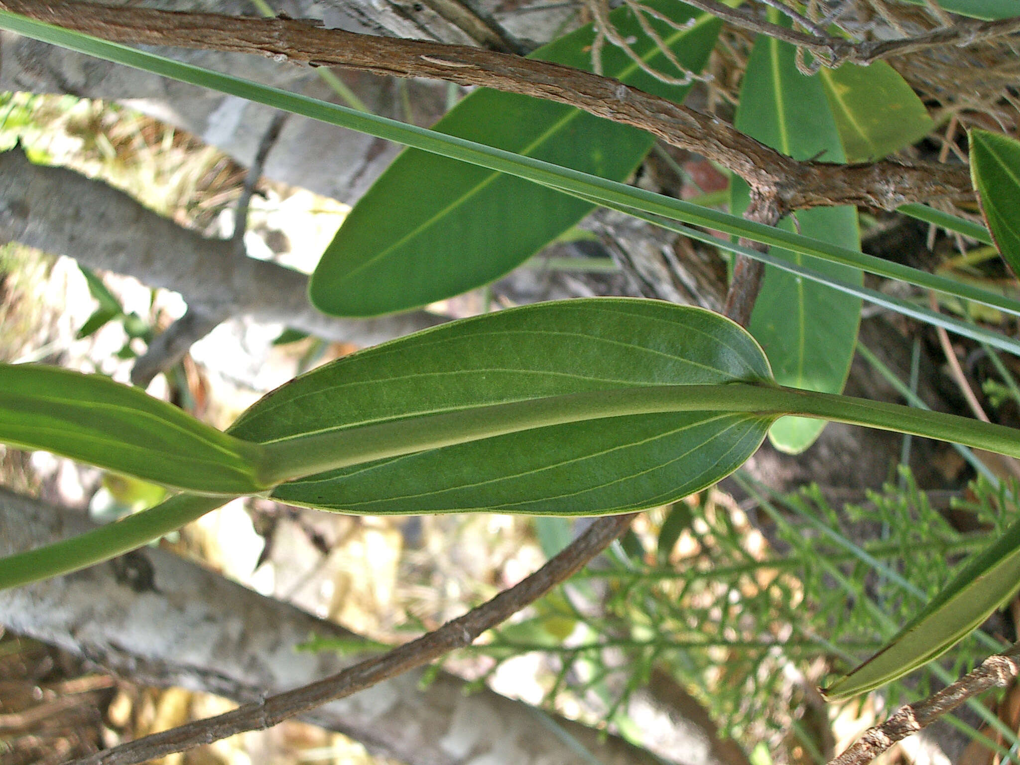 Image of Epistephium sclerophyllum Lindl.
