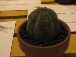 صورة Euphorbia obesa Hook. fil.