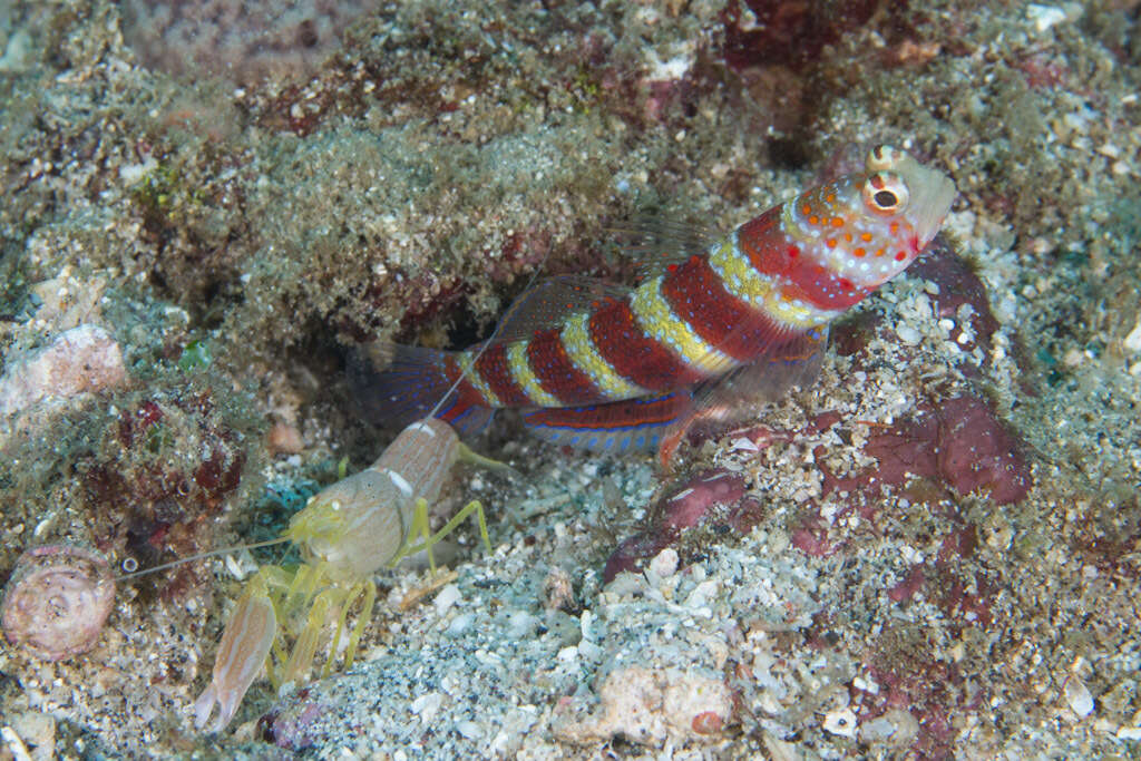 Image of Gorgeous prawn goby