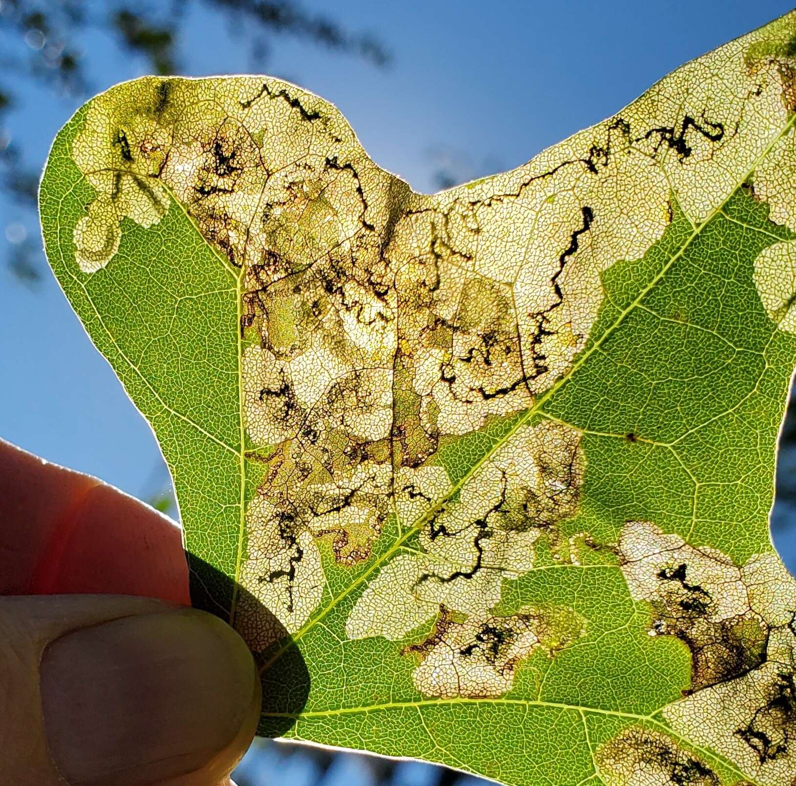 Leucoptera erythrinella Busck 1900 resmi