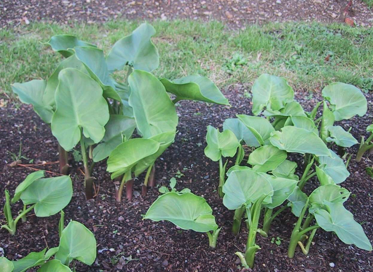 Image of Arum lily