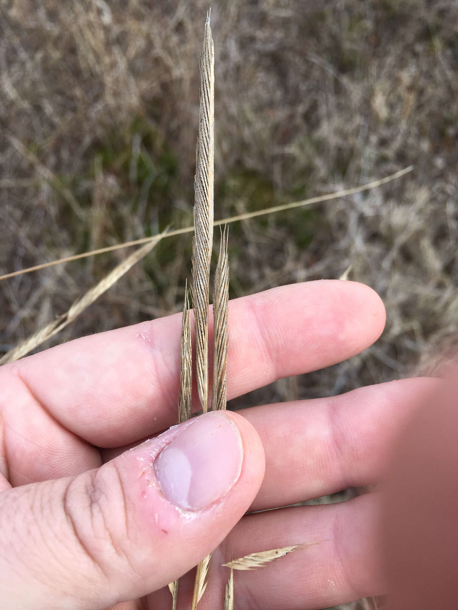 Image of Freshwater Cord Grass