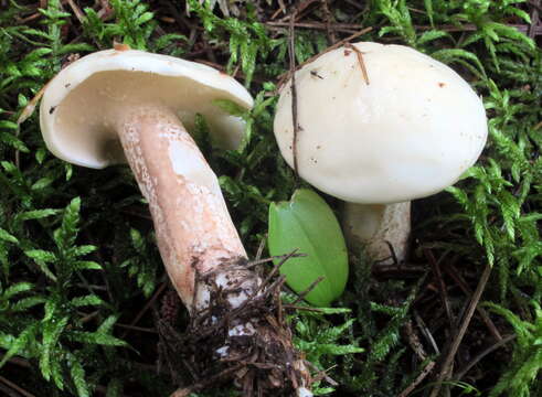 Image of Slippery white bolete