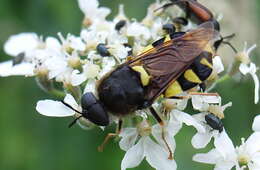 Image of Stratiomys chamaeleon (Linnaeus 1758)