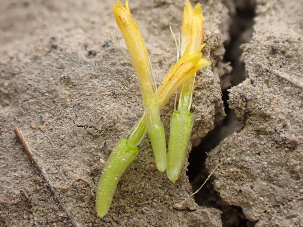 Image of meager pygmydaisy