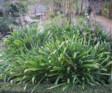 Imagem de Agapanthus praecox Willd.