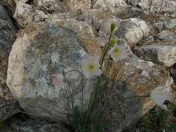 Image of Papaver variegatum A. I. Tolmachev
