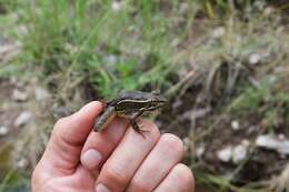 Image of Chiricahua Leopard Frog