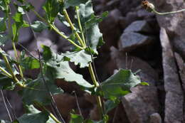 Image of Rothrock's crownbeard