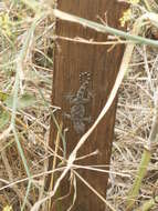 Image of Common Wall Gecko