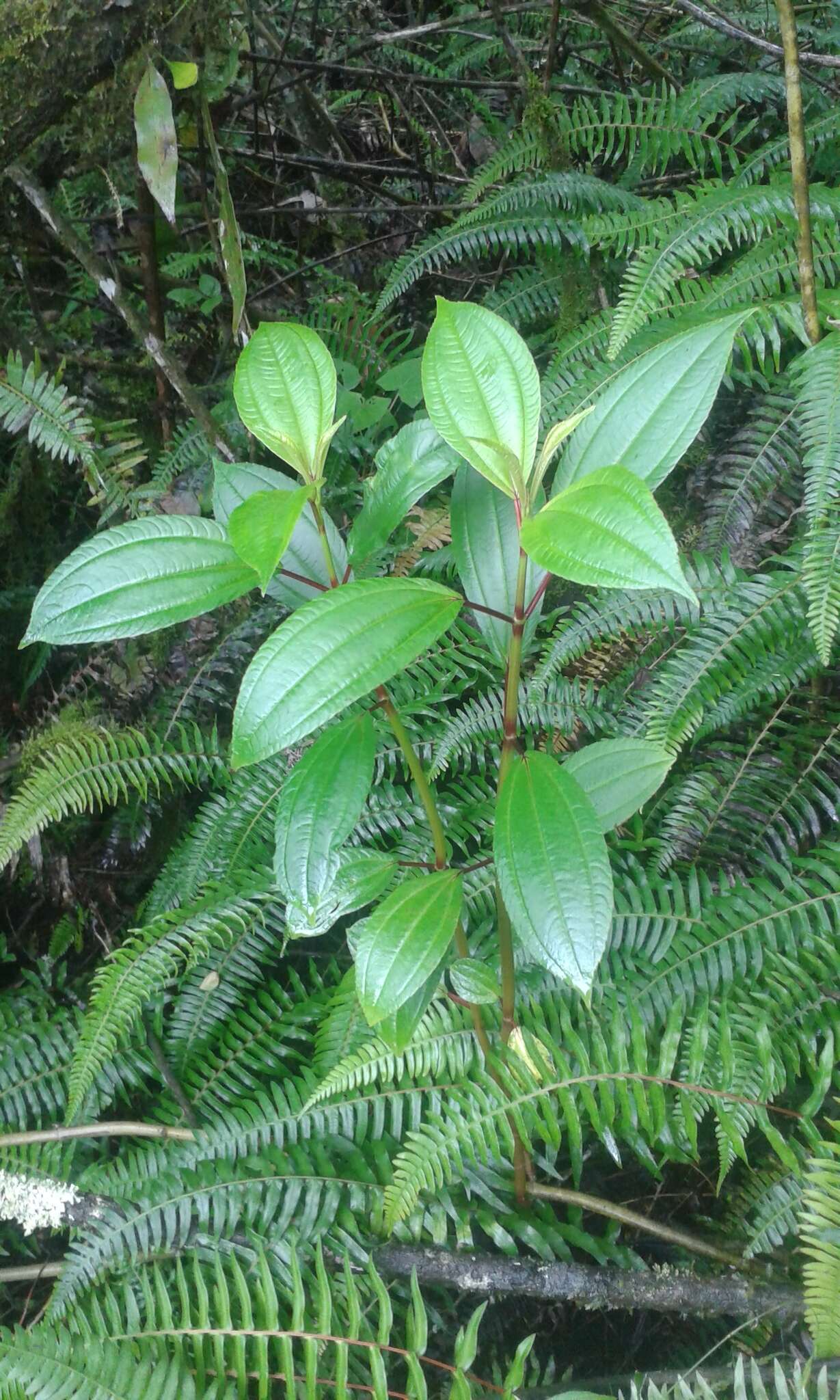 Miconia crocea (Desroussraux) Naud.的圖片