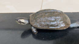 Image of Indian black turtle