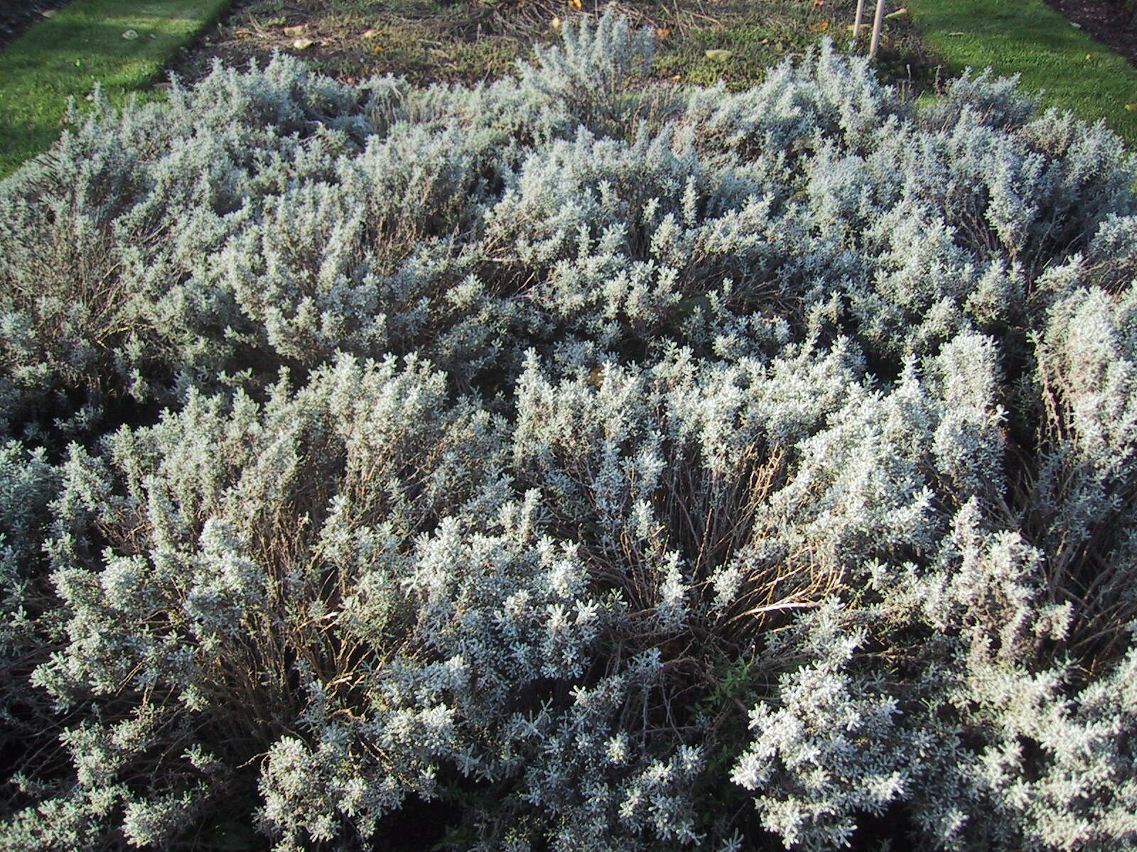 Image of lavender cotton