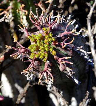 Image of Euphorbia pillansii N. E. Br.