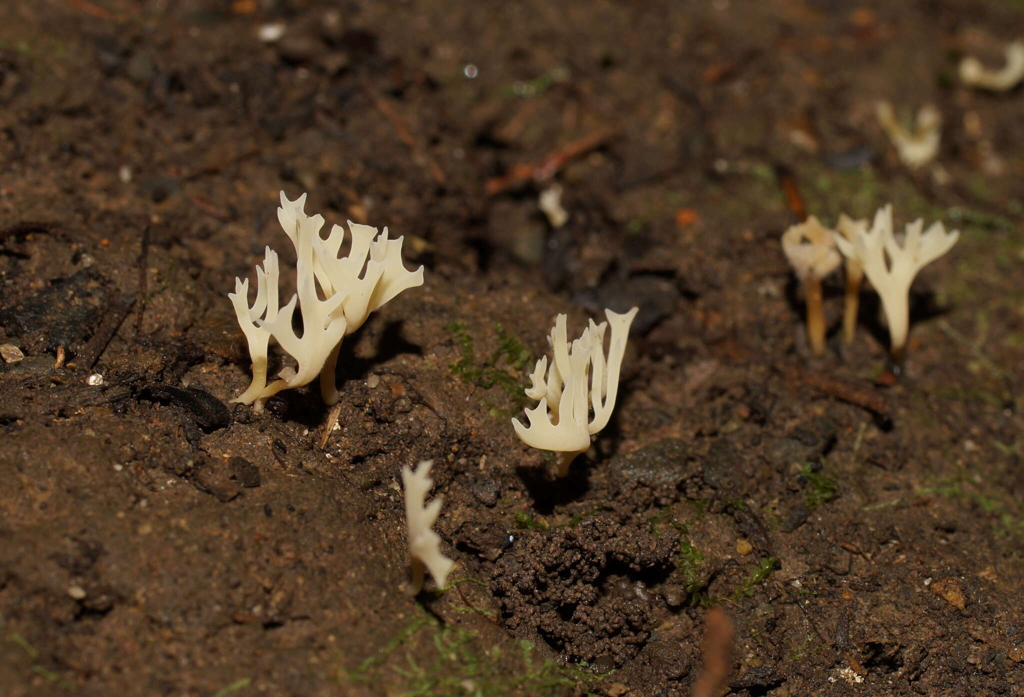 Image of Ramariopsis bicolor R. H. Petersen 1988