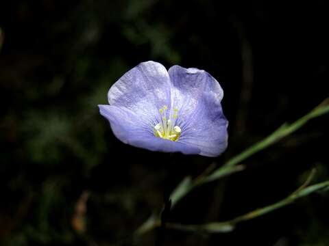 Image of Asian flax