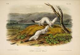 Plancia ëd Mustela frenata Lichtenstein 1831