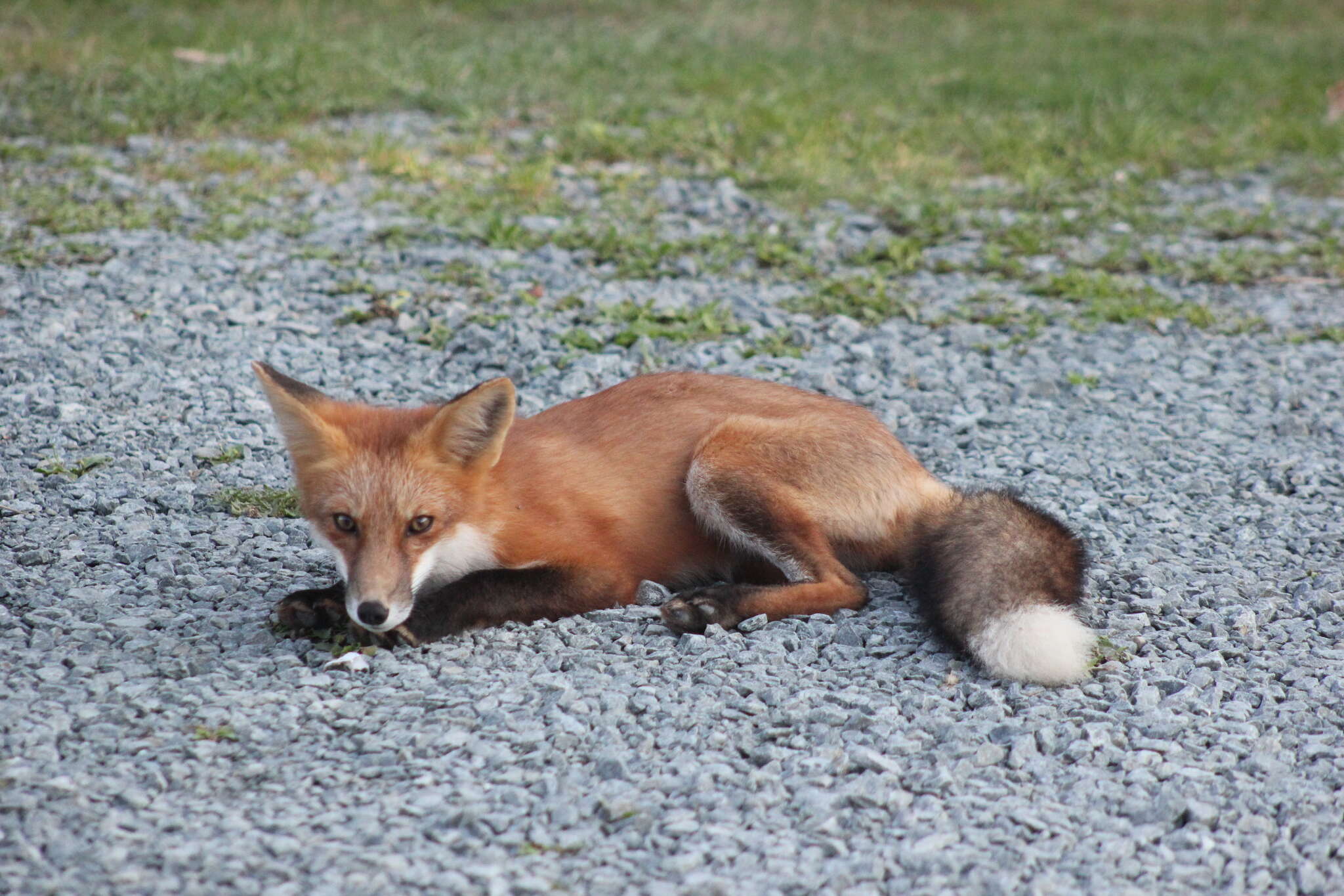 Image of Vulpes vulpes rubricosa Bangs 1898