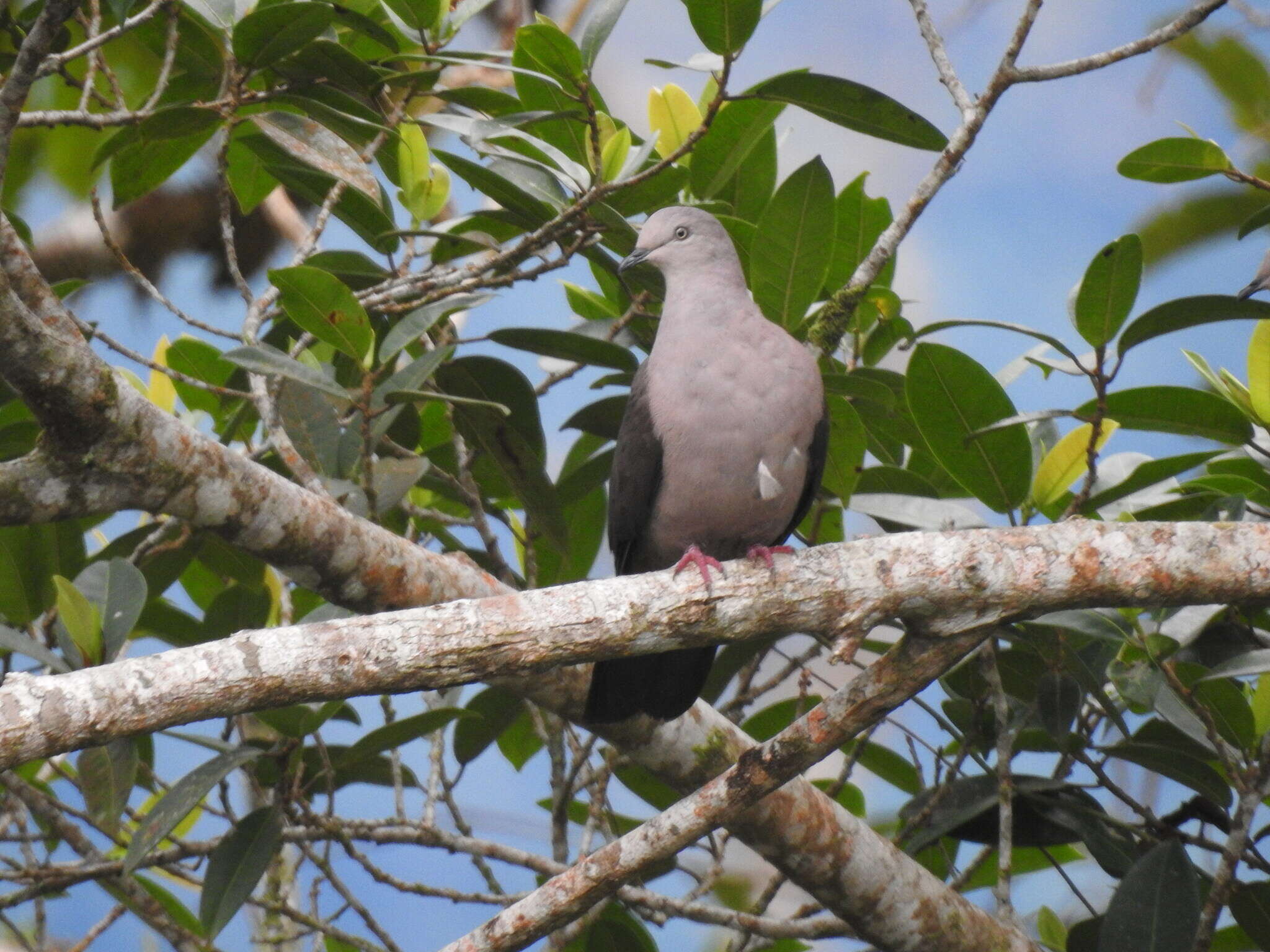 Image of Plumbeous Pigeon