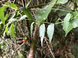 صورة Solanum pittosporifolium Hemsl.