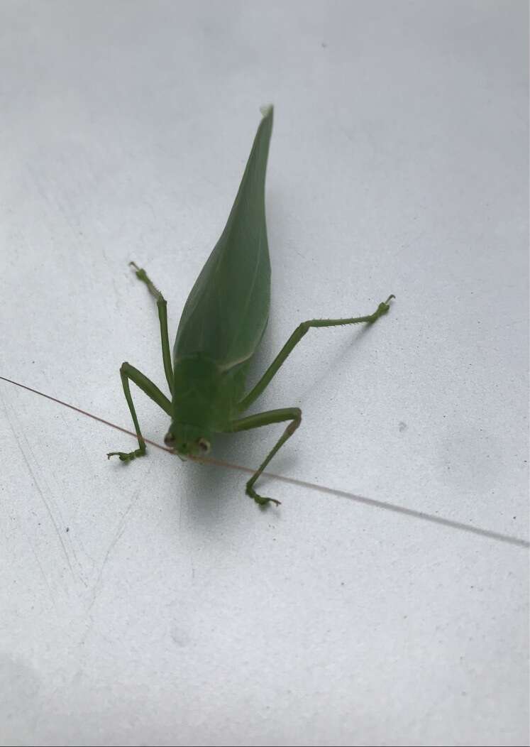 Image of Japanese broadwinged katydid