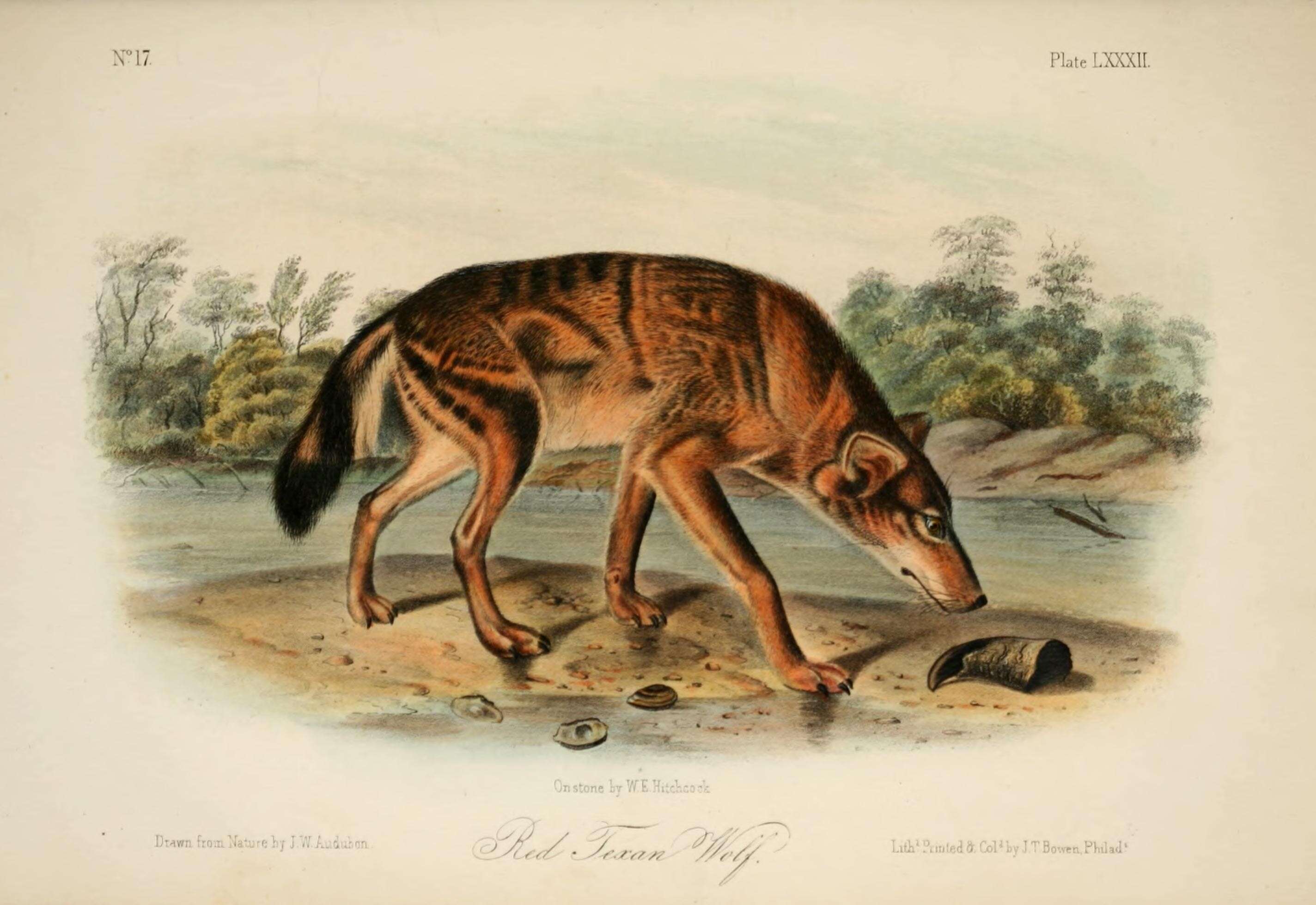 Image of Red wolf