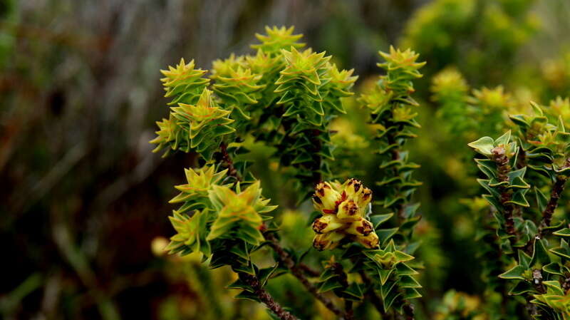 Penaea mucronata L.的圖片