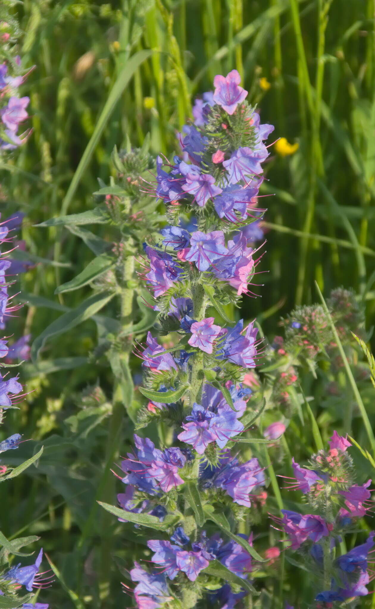 Echium vulgare subsp. vulgare的圖片