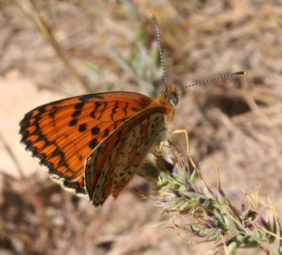 Image of Melitaea arduinna Esper 1783