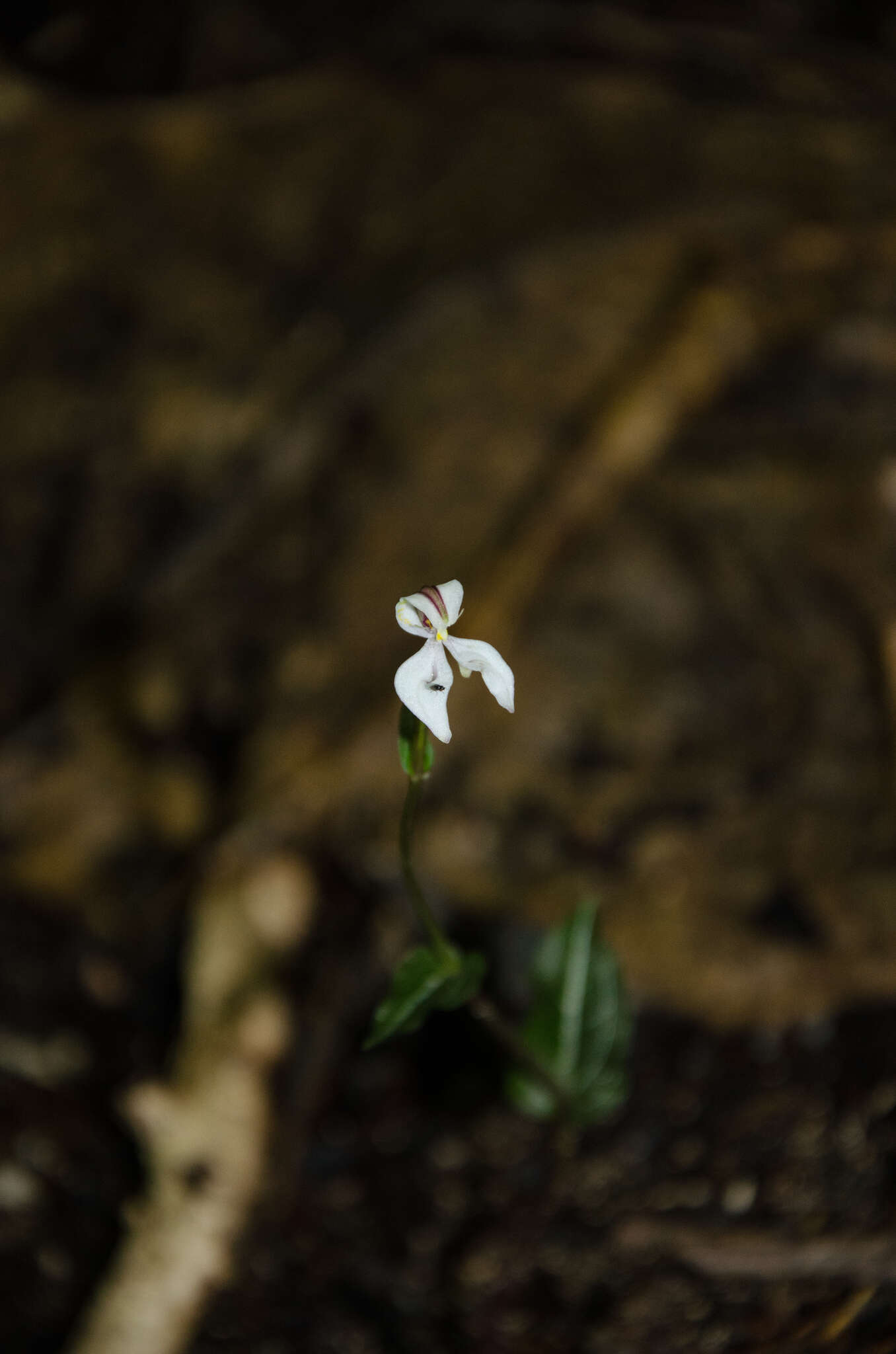 Image of Disperis tripetaloides (Thouars) Lindl.