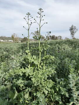 Image of Opopanax chironium (L.) Koch