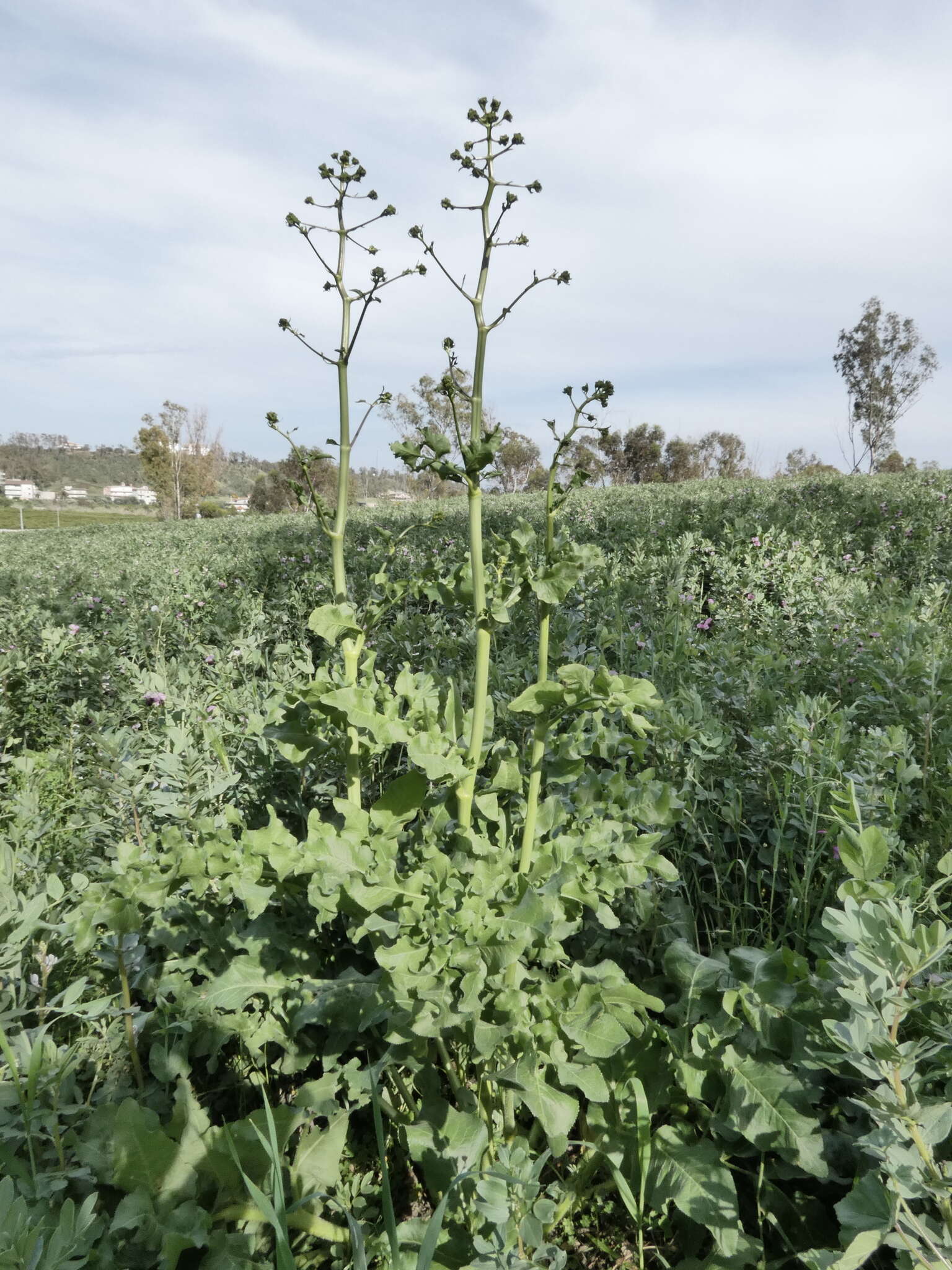 Image de Opopanax chironium (L.) Koch