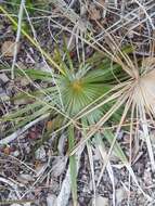 Image de Coccothrinax argentata (Jacq.) L. H. Bailey