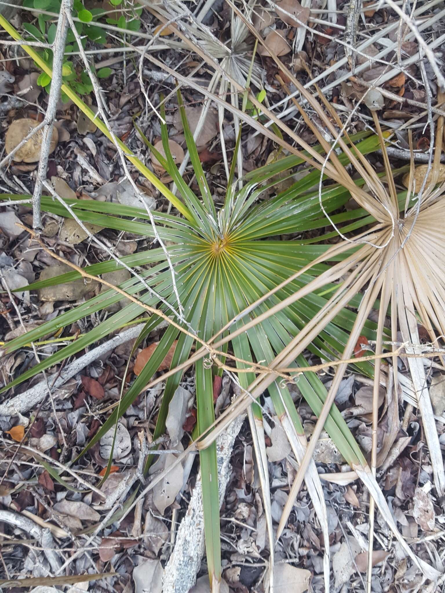 Image of Florida silver palm