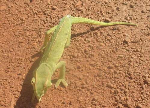 Image of Senegal Chameleon