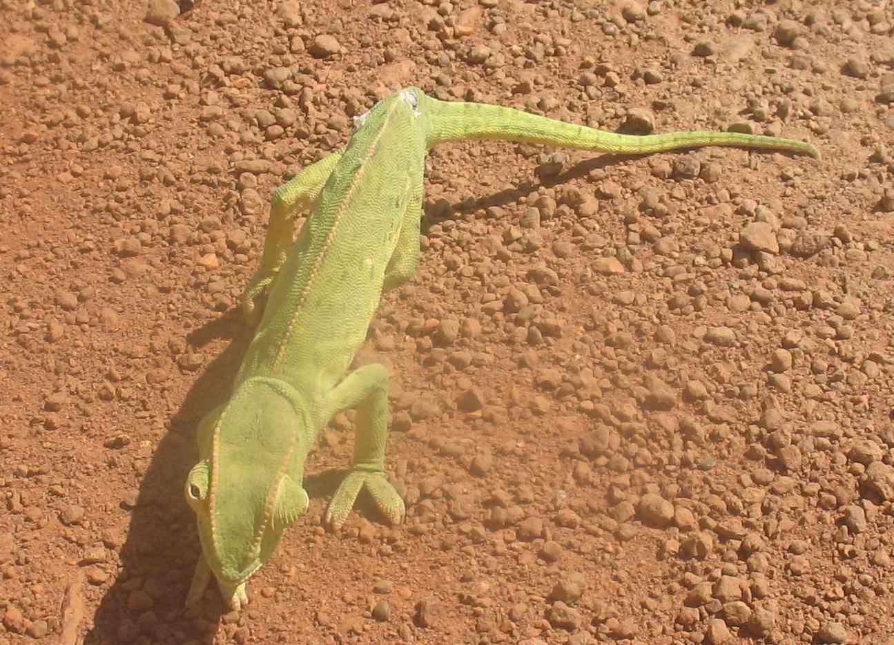 Chamaeleo senegalensis Daudin 1802 resmi