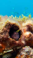 Image of False Tasmanian blenny