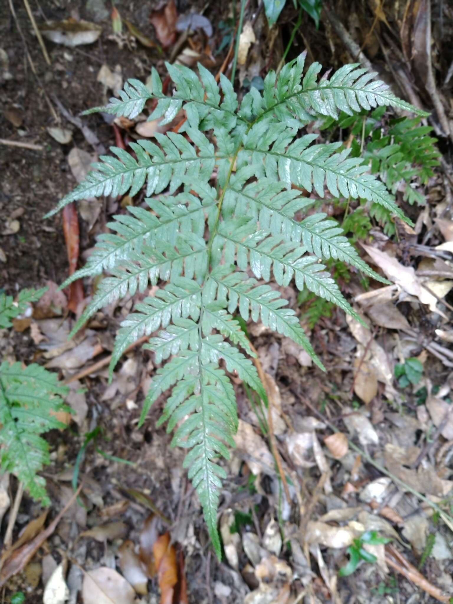 Plancia ëd Athyrium arisanense (Hayata) Tag.