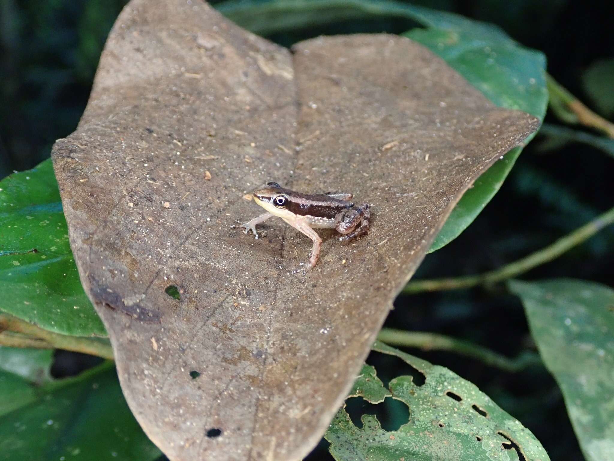 Plancia ëd Hyloxalus sauli (Edwards 1974)