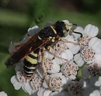 Philanthus ventilabris Fabricius 1798的圖片