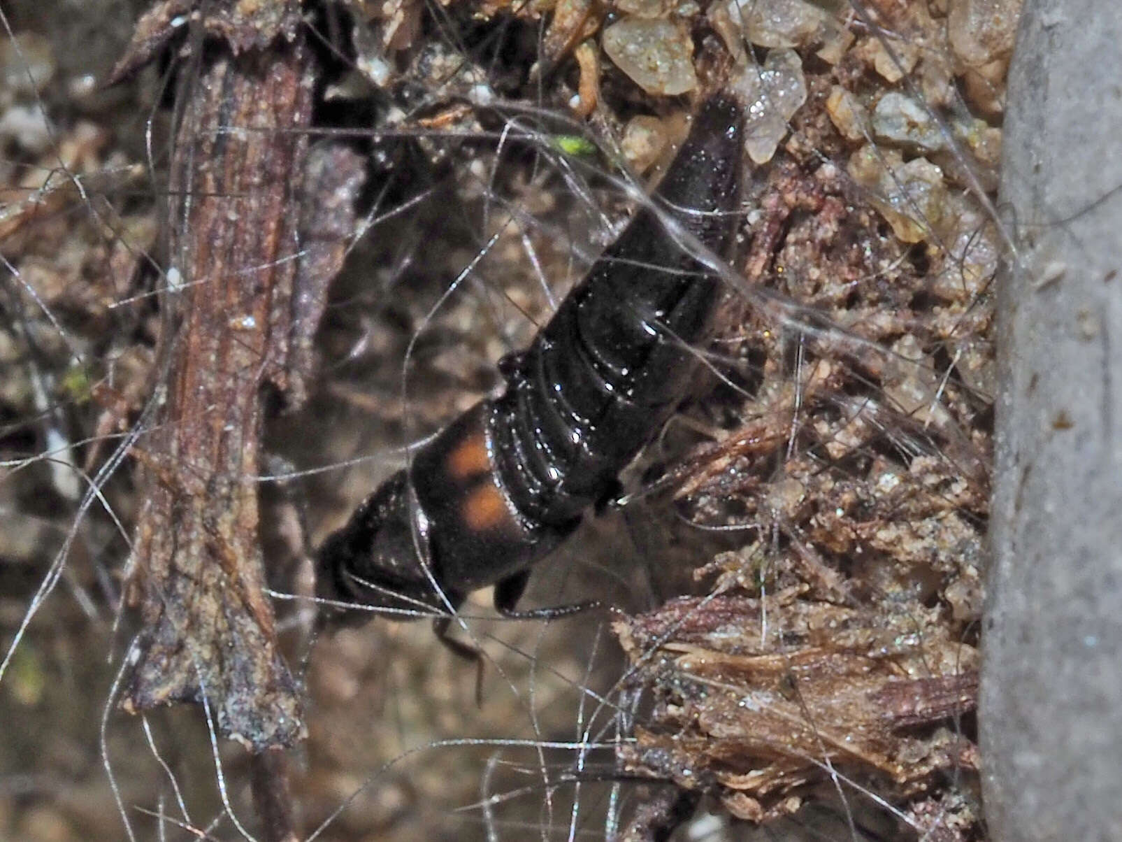 Imagem de Aleochara (Coprochara) bipustulata (Linnaeus 1760)